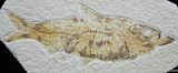 / Inch Knightia Fossil Fish From Wyoming #822-1